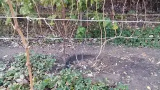 Pruning for Reverse Growth: Why I Don't Do It