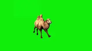 animal green screen video ||GREEN SCREEN VIDEO ||