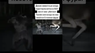 Флекс