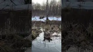 Подсосная утка 2022 как намыть утку перед охотой