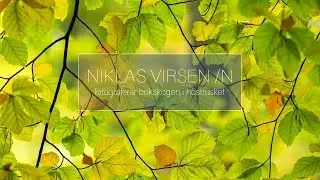 Fotograferar bokskog i höstrusket.