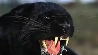 LEON VS PANTERA  ( toma aerea )