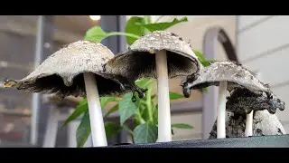 Inky Cap Mushrooms