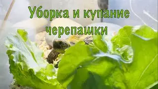УБОРКА И КУПАНИЕ ЧЕРЕПАШКИ