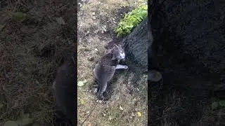 Вася