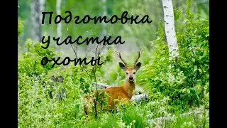 Охота на самцов сибирской косули во время гона. Подготовка участка охоты.