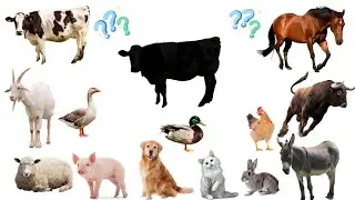 Learn Sounds and Names of Farm Animals for Kids - Quiz for Kids