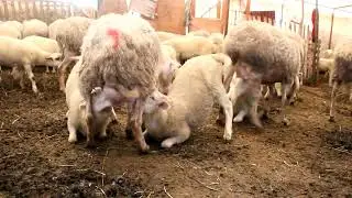 SONNUR ANA ÇİFTLİĞİ I GÜNLÜK İŞLER VE SOHBET