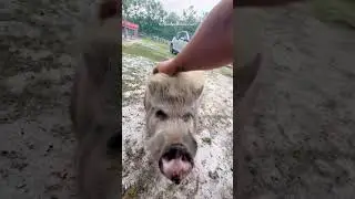 Animals are SO Amazing🥹🐷🐐#amazinganimals #farmanimals #animalshorts #animals #pigs #goats