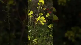 Are bees essential in nature ?