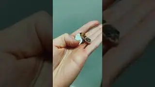 A leopard gecko was born. Leopard gecko from a DOGAMA egg 