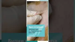 Удаление пули у собаки