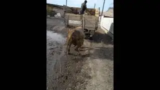 Дурной бык на буксире