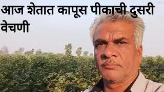 आज शेतात कापूस पीकाची दुसरी वेचणी 