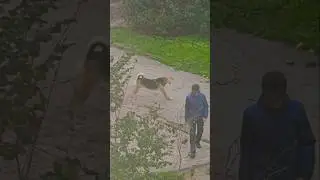 Приключения Толика 🐶 Часть 1