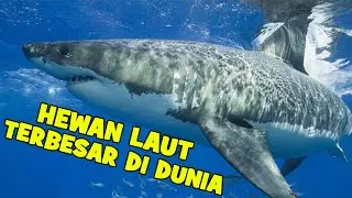 TOP 5 Hewan Laut Raksasa Yang Tidak Kamu Ketahui