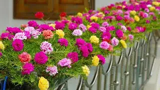 How To Create A Beautiful Flower Garden With Plastic Bottles