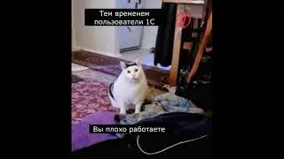 Кот Бендер на тех поддержке 1С