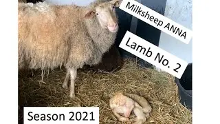 NEW Sheep Baby - Anna's Lamb