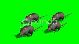 Gray Rats Run - Green Screen