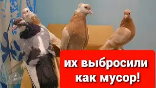 НЕЛЮДИ ВЫБРОСИЛИ ГОЛУБЕЙ НА ПОМОЙКУ!