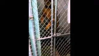 The jumping dog IRL - B9 Krueger