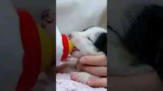 Cute puppy enjoy a nutritious meal | Cute animal videos