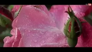 Macro video