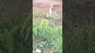 COMO É  O NOME DELE 