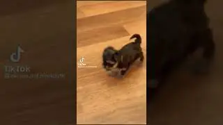 Щенок кинул плотную #shorts #прикол #юмор