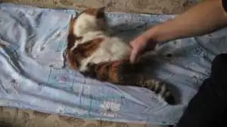 Утренняя зарядка для кошки.;)