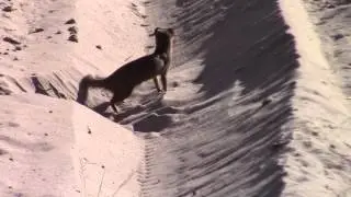 Slender mongoose kills scorpion