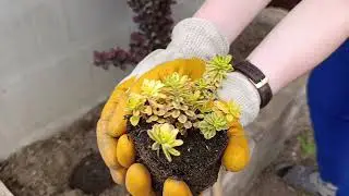Купила уличные суккуленты🌵🪴#суккуленты #улиныерастения