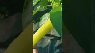 Классный сорт сладкого перца БАНАНОВЫЙ БАУНТИ