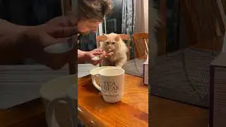 #funny #cat #pets #funnyanimals #catlover