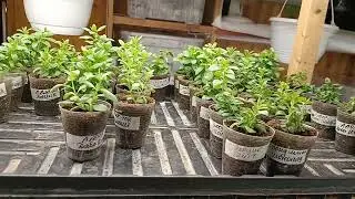 😱Осень-не время для экспериментов. 😭Что было, что стало, как поступить😊