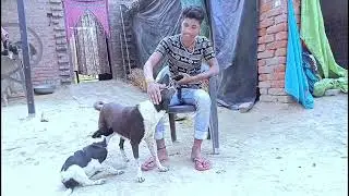 जानवरो का रखवाला || Jaanwaro Ka Rakhwala || Mani Meraj Vines |Comedy Video| @ManiMerajVinesFunny