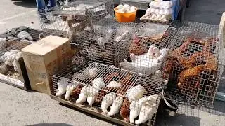Птичий рынок