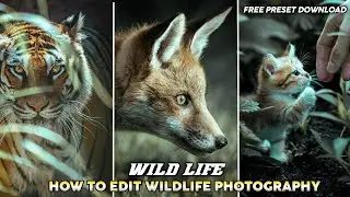 How To Edit Wildlife Photos In Lightroom |Wildlife Editing In Lightroom #wlidlife_photography 🔥