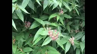 Hummingbirds in my city garden