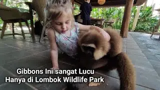 Gibbons Ini Sangat Lucu Kebun Binatang Lombok Utara, Lombok Wildlife Park