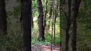 Белки 🐿️