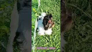 #БИВЕР 🐾 С таким дружочком вы точно будете на позитиве  https://shansprovans.ru  #нелиняет #НЕПАХНЕТ