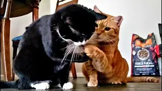 Cats Crazy About A Feather