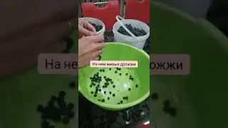 Домашнее вино из винограда