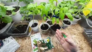 Preparations against seedling stretching.