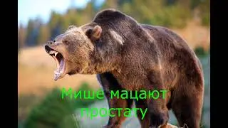 ТОП 5 МЕДВЕДЕЙ