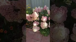 Сандей Фрайз  04.08.24