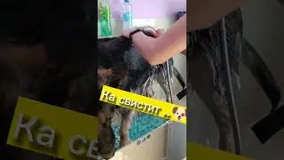 КавидА на грумминге.
