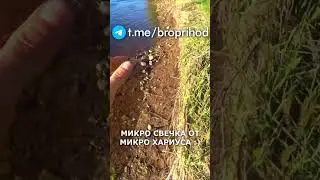 Бонус перед сном. 